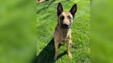 Retired Knox County Sheriff’s Office K-9 officer passes away