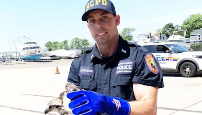 Nassau police rescue injured osprey near bay in East Rockaway