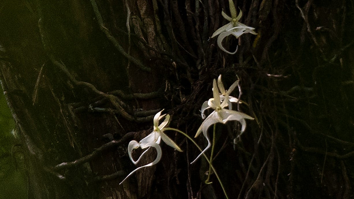 Stunning "super" ghost orchid blooms again at Corkscrew Swamp Sanctuary