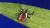 ‘Very bad and getting worse’; How to protect yourself during tick season
