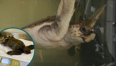 GSPCA calls for heated pool for a growing loggerhead turtle | ITV News