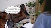 JO 2024 – Equitation : « Des éponges émotionnelles »… Au fait, les chevaux ressentent-ils aussi la pression ?
