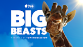 Tom Hiddleston To Narrate Apple Wildlife Series ‘Big Beasts’