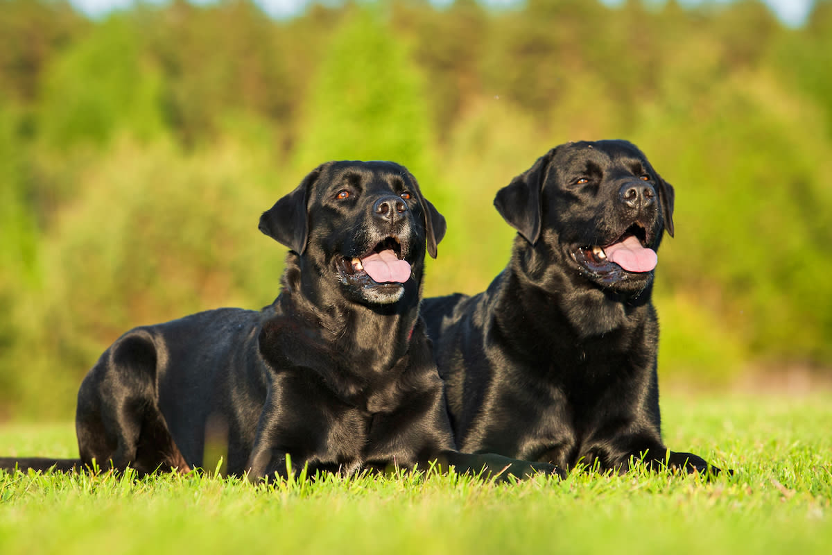 Black Labrador Puppy Grows Into Spitting Image of Her Mother in Precious Video