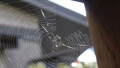 Letting spiders in your house may help ease your hay fever symptoms