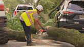 Several trees down after storms move through DMV area