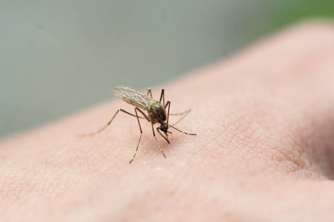 This SC city is among the most mosquito infested in the US for 2024, Orkin says