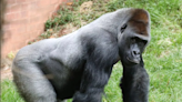 Legendary Paignton Zoo gorilla dies at the age of 42 after illness