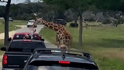 Una jirafa levantó de un vehículo a una niña de 2 años en un safari