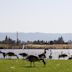 Shoreline Park, Mountain View