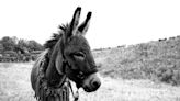 《如果驢知道》波蘭名導傑西史考利莫斯基 以驢子為主視角 打造沈浸式當代寓言