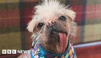 Life with the 'ugliest' dog who now stars in Deadpool & Wolverine