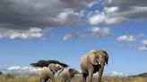 Study finds elephants name each other