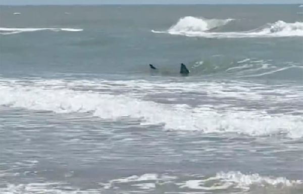 Shark attacks reported at Texas' South Padre Island; 2 people bitten, at least 1 severely