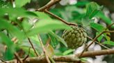La fruta tropical conocida como “manjar blanco” que ayuda a combatir la retención de líquidos