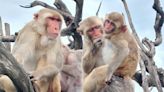 Monkeys got along better after hurricane - study