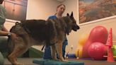 Dog that fell down water well last February continues recovery