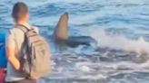 Canary Islands tourist warning as huge shark spotted hurtling towards beach