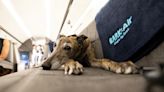 BARK Air for dogs sued days after first flight