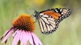 La población de mariposas monarca aumenta, pero no lo suficiente