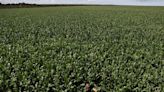 Soy grown illegally on Brazil's tribal lands finds its way to global markets