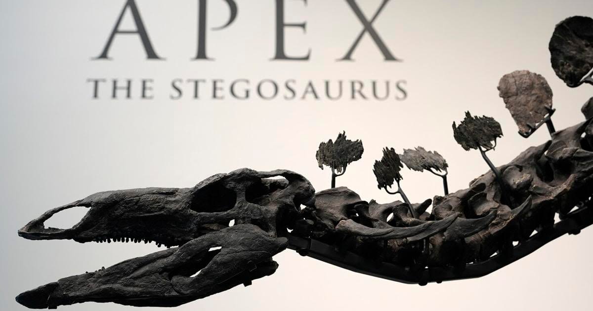 Stegosaurus nicknamed ‘Apex’ fetches nearly $45M, smashing dinosaur auction records