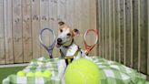 Tennis-loving pooch ready to find his forever doubles partner