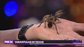 Tarantulas in Texas