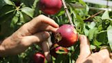 Daños importantes en frutales a punto de cosechar en Lleida tras la tormenta