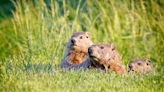 How to Get Rid of Groundhogs in Lawns and Gardens