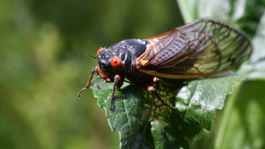 Here’s what to do with those cicada shells