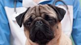 Pug's Adorable Drama Upon Waking Up After Surgery Should Win an Award