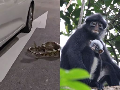 Forget Hollywood, Singapore has got snakes on a car and it is great