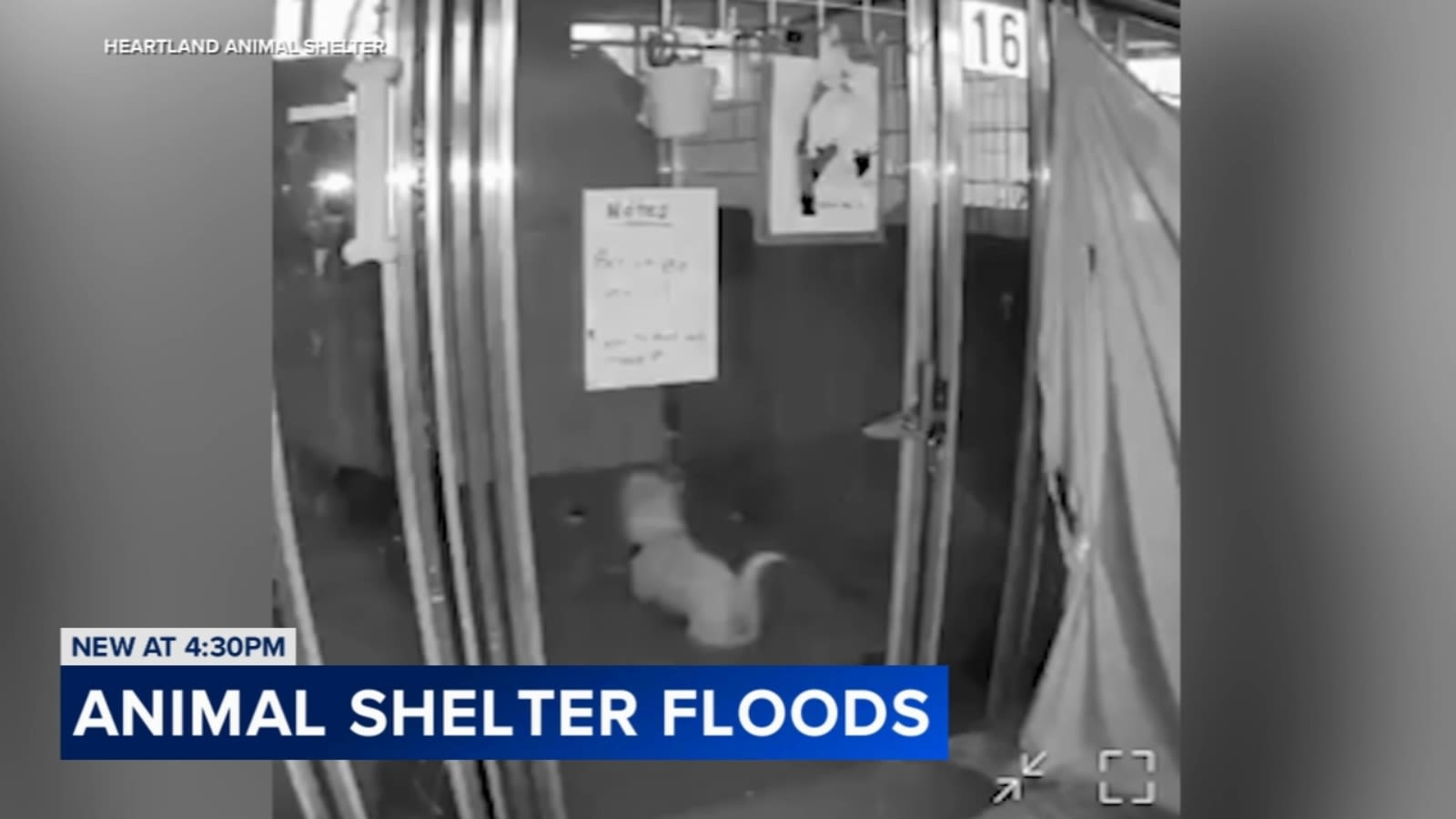 Heartland Animal Shelter in Wheeling floods from water main break; dozens of pets in need of fosters