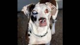 Oh, just look at those eyes: Catahoula and lab mixes sure to win you over with a gaze