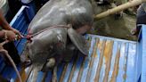 Fisherman arrested for eating rare Indian river dolphin after ‘accidentally’ catching it