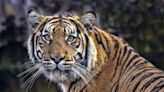 Could South Korea become a model for tackling illegal tiger trade? - EconoTimes