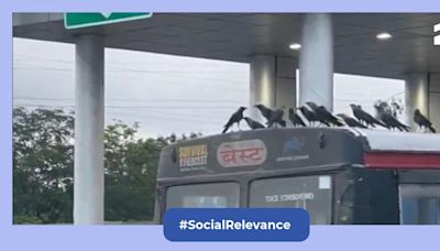 Viral video from Mumbai: Clever crows catch a free bus ride, left internet amused