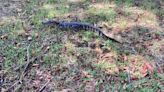 Gators stalking the Brazos River in Waco