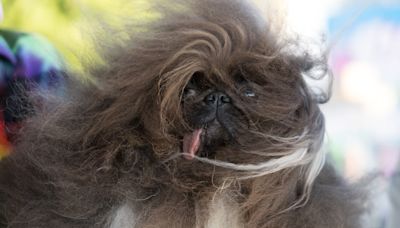 World's ugliest dog? Meet Wild Thang, the 8-year-old Pekingese who took the 2024 crown