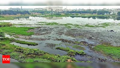 Sewage Pollution in Ghaziabad City Forest | Ghaziabad News - Times of India