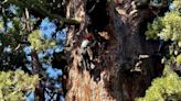 WATCH: Giant sequoia health check amid beetle threats