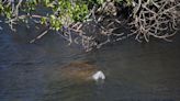 'We’re quite concerned': Red tide, Lee County at center of 65 Florida manatee deaths