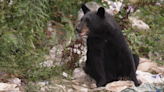 TWRA warns of increased bear activity as summer approaches