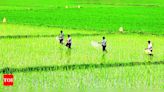 Increase in Cultivation of Short Duration Paddy Variety PR 126 Expected in Punjab | Chandigarh News - Times of India