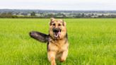 German Shepherd and Next-Door Neighbor BFF Have Sweetest Response When Parents Combine Backyards