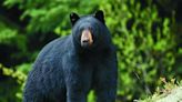 Missouri hunters can apply for black bear and elk permits throughout May
