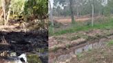 Desmonte en el Bosque de Hudson, lindero a la Reserva de Biosfera