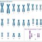 Chromosome Chart