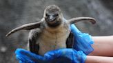 Scottish safari park 'joyous' as they welcome two penguin chicks